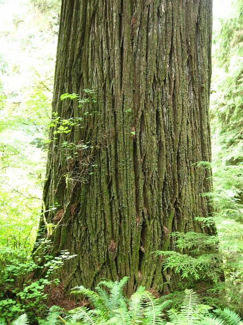 Bolan Mt & Redwoods-160.JPG - Boy Scout Tree Trail